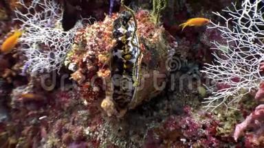 马尔代夫<strong>海底海底</strong>的双壳类软体动物。